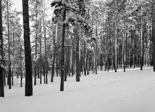 istock Idyllic winter day into the woods 1127587029