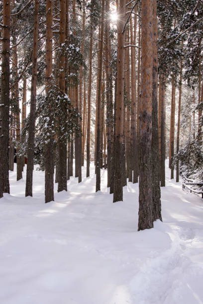 istock Idyllic winter day into the woods 1127587199