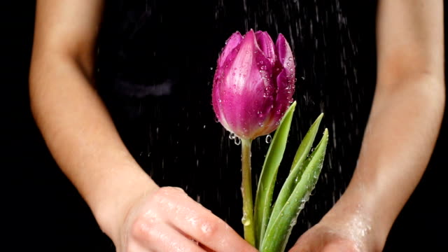 Girl's hands holding wet pink tulip under rain, slow motion