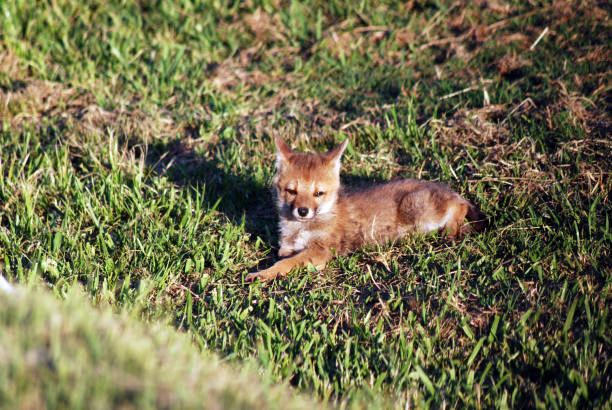 South American pampas wild animal