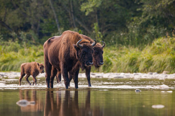 istock Herd of european bison, bison bonasus, crossing a river 1127590049