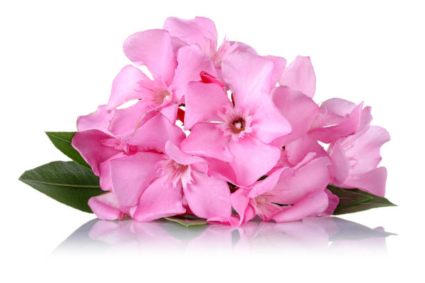 istock Pink oleander flowers and leaves 1127590189