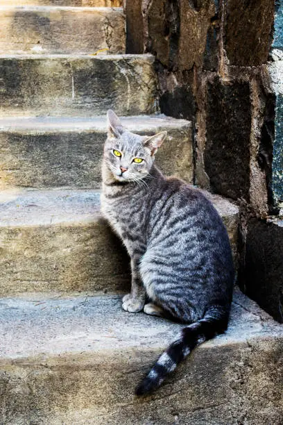 Gray cat on the staircase