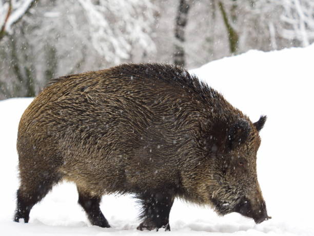 istock Wild boar in the snow flurry 1127591114
