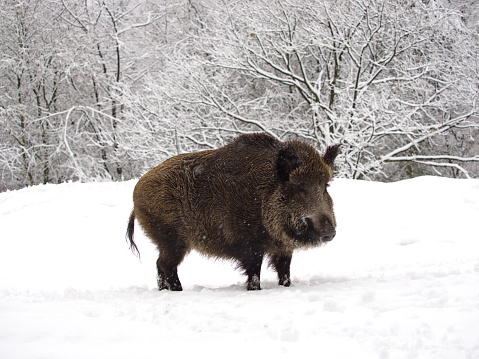Wild boars are omnivores and very adaptable; In Central Europe, the population is currently increasing sharply, mainly due to the increased cultivation of maize, and is increasingly migrating to populated areas.