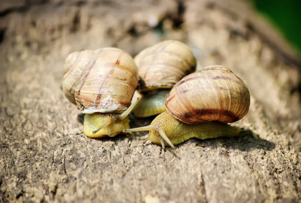 istock snails in natural conditions. Selective focus. nature. 1127591475