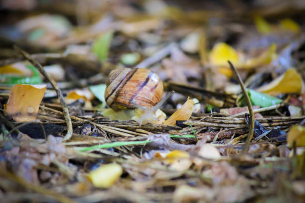 snails in natural conditions. Selective focus. nature.