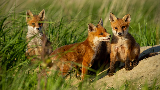 Red fox, vulpes vulpes, small young cubs near den curiously watching around. Cute little wild predators in natural environment playing. Baby animals in nature
