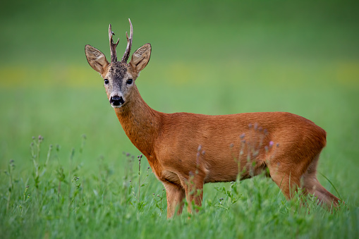 Roe deer buck in summer. Mammal, capreolus capreolus, on green meadow with blurred background. Male wild animal in nature. Wildlife scenery.
