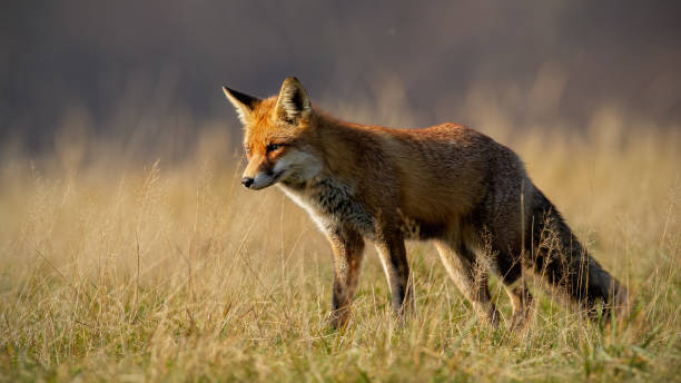 istock Red fox in autumn with blurred dry grass in background 1127592034