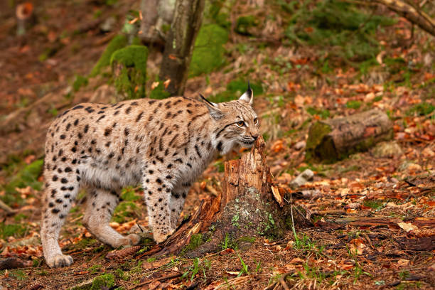 istock Eursian lynx in autumn forest with blurred background. 1127592044