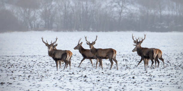 istock Herd of red deer, cervus elaphus, stags in winter on snow. 1127592965