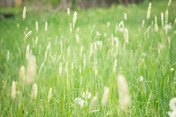 istock spikelets of green grass . 1127593028