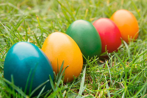 Easter colorful eggs in fresh green grass. - yellow, green, red, orange and blue eggs. Spring, easte holiday background with copy space.