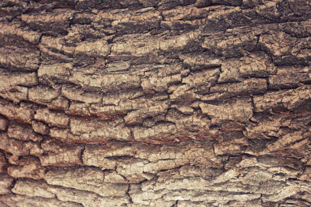 istock the bark of the tree 1127595402