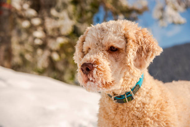 istock Dog playing in the snow 1127595517