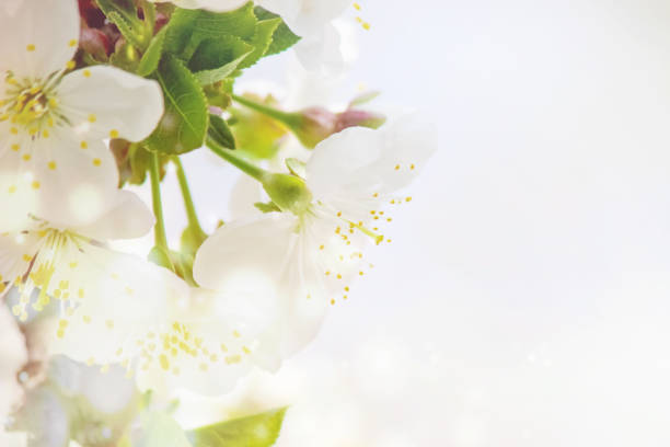 istock Spring flowering trees. Blooming garden. Selective focus nature 1127595850