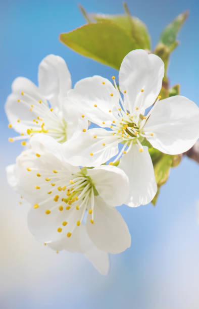 istock Spring flowering trees. Blooming garden. Selective focus nature 1127595860