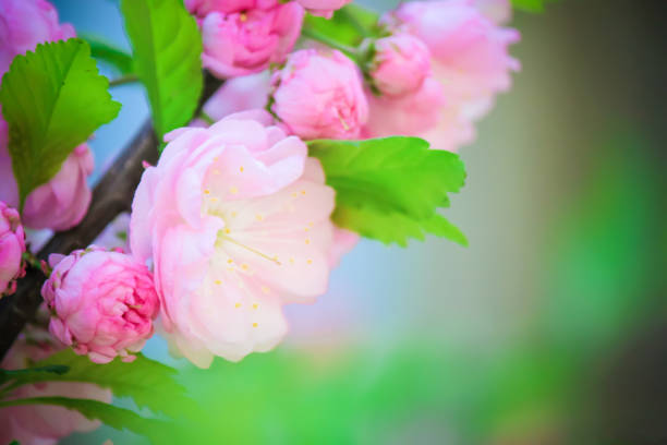 Spring flowering trees. Blooming garden. Selective focus nature