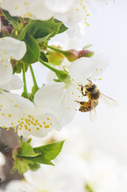 istock Spring flowering trees. Blooming garden. Selective focus nature 1127595939