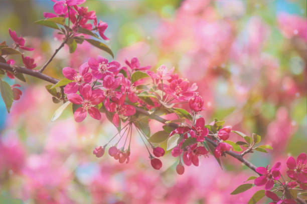 istock Spring flowering trees. Blooming garden. Selective focus nature 1127595944
