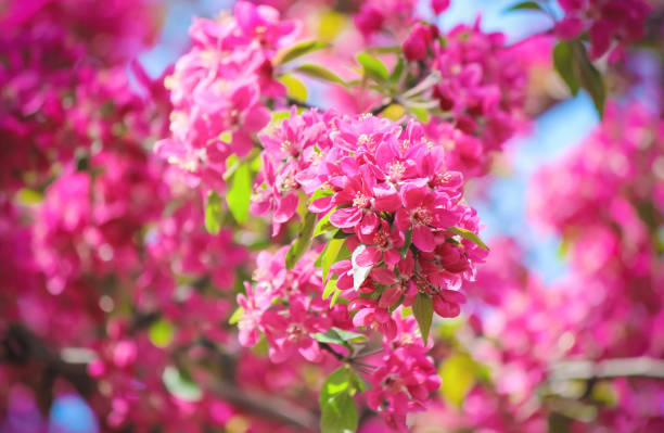 istock Spring flowering trees. Blooming garden. Selective focus nature 1127595967
