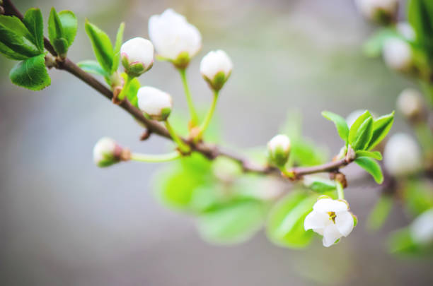 istock Spring flowering trees. Blooming garden. Selective focus nature 1127595988