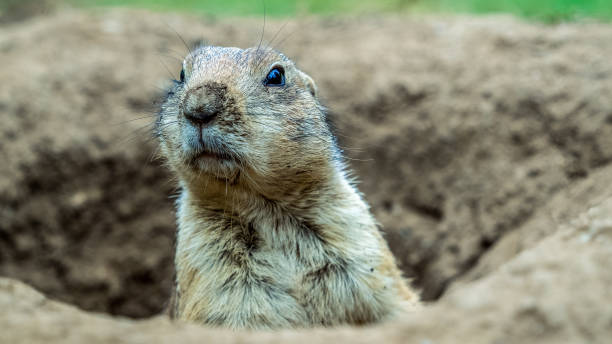 prairie dogs - north dakota imagens e fotografias de stock