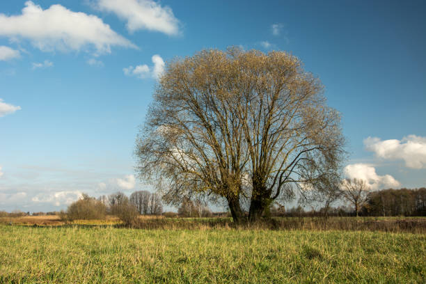 istock Huge willow tree with dry leaves growing on a green meadow 1127596298