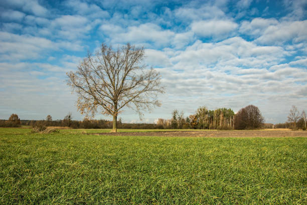 istock Oak tree without leaves growing on a green meadow 1127596316