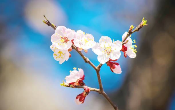 istock Spring flowering trees. Blooming garden. Selective focus nature 1127597154