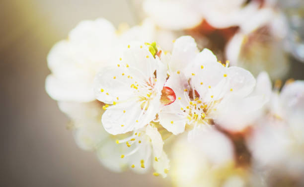 istock Spring flowering trees. Blooming garden. Selective focus nature 1127597177