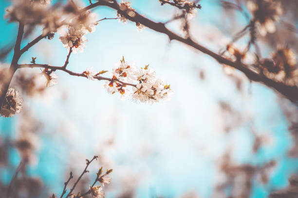 istock Spring flowering trees. Blooming garden. Selective focus nature 1127597204