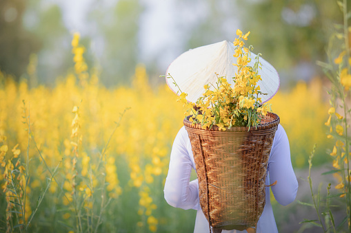 Vietnamese girl with yellow flowers.Beautiful Happy Smiling Young Asian Woman Wearing Traditional White Ao Dai Dress(Clothing), Vietnamese Conical Hat Leaf Hat In Flower Garden.