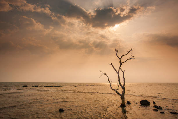 istock A lonely dead tree stand by the sea, dramatic storm dark cloudy sky over sea. Abandoned dead tree in storm sea. Boiling, climate change, 1127597822