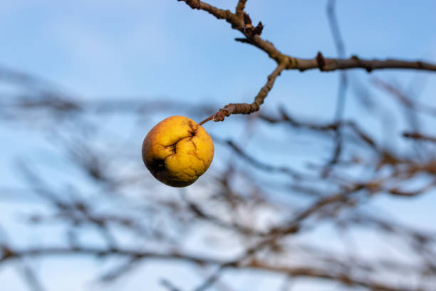 z bliska zgniłego jabłka z pleśnią na drzewie - rotting apple fruit rudeness zdjęcia i obrazy z banku zdjęć