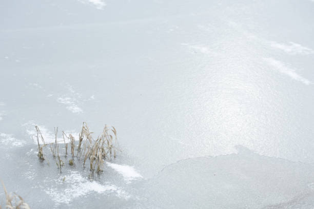 Sunlight is reflected on an icy surface on a flood plain in the Fraser Valley, British Columbia, Canada.