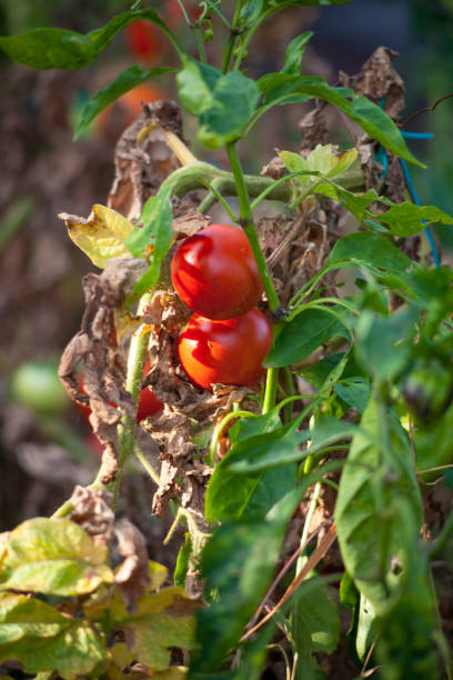 Sick or rotting tomatoes on the plant with apical rot disease. Damaged by disease and pests of tomato leaves yellowed by drought