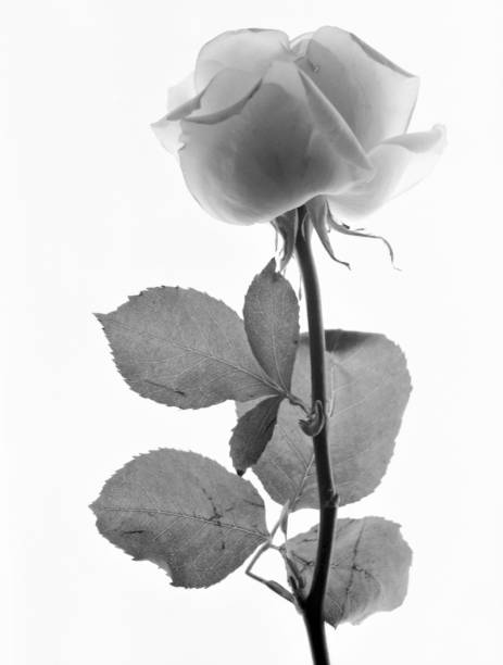 istock shots in black and white 1127602636