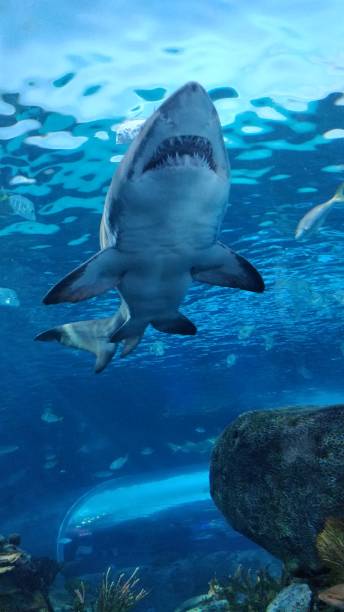 istock Ripley's Aquarium Canada 1127603018