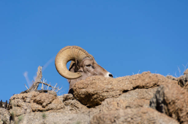 istock Male Bighorn Sheep 1127603740