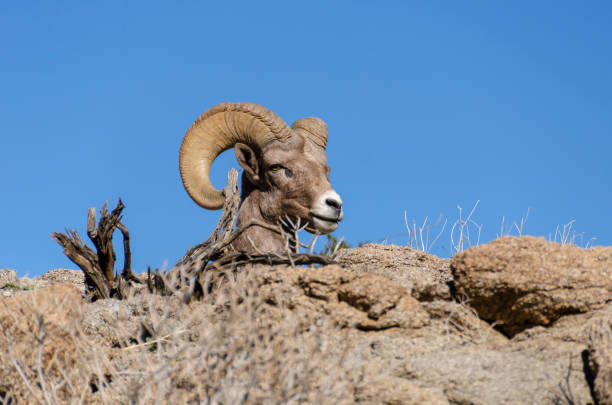 Male Bighorn Sheep A single male bighorn sheep on a mountain top outside of Palm Springs, California. Animal found on the Art Smith trail. ram bighorn sheep large horned stock pictures, royalty-free photos & images