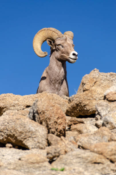 istock Male Bighorn Sheep 1127603773