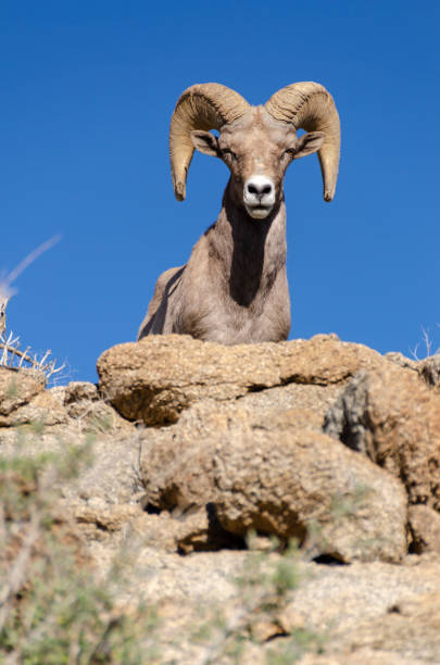 istock Male Bighorn Sheep 1127603778