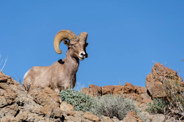 istock Male Bighorn Sheep 1127603796