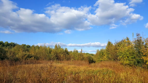 sunny day on a forest autumn glade - leafes autumn grass nature imagens e fotografias de stock