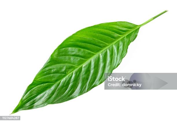 Tropical Leaf On White Background Stock Photo - Download Image Now - Leaf, Cacao Fruit, Calathea