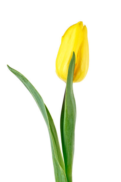 istock Yellow tulip flower isolated on white background 1127604304
