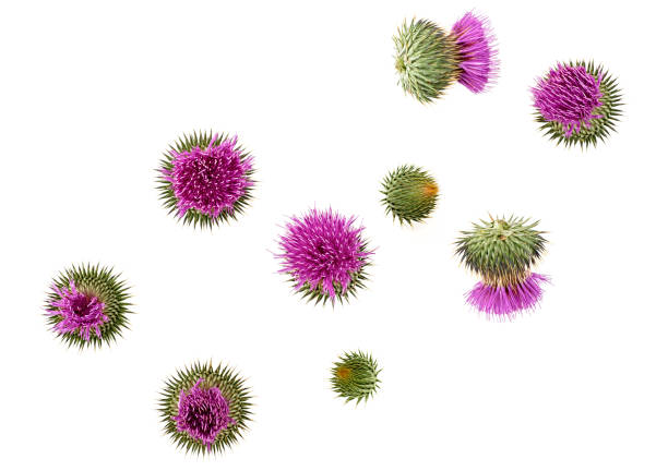 Milk Thistle flower isolated on white background, top view. Silybum marianum.