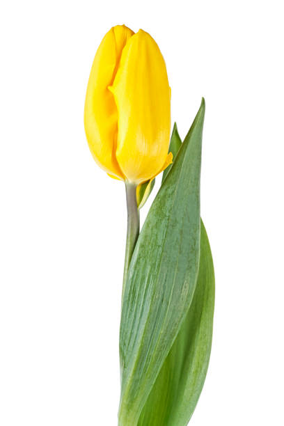 istock Single yellow tulip isolated on a white background 1127604307